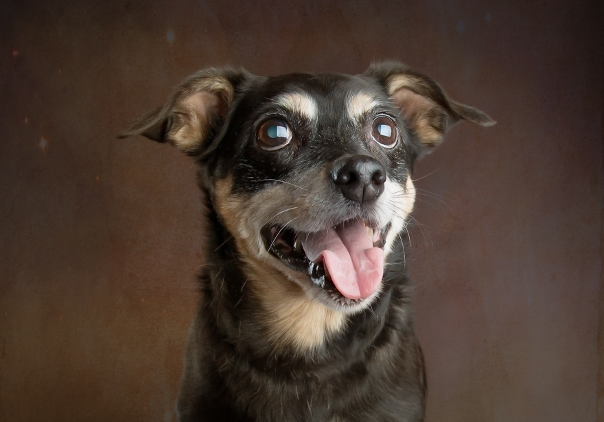 I Photograph Senior Shelter Dogs Who Finally Found Forever Homes