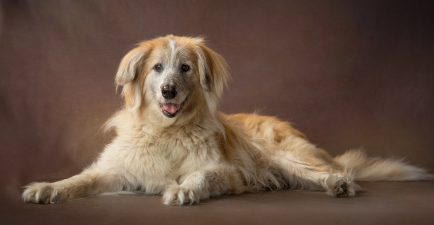 I Photograph Senior Shelter Dogs Who Finally Found Forever Homes