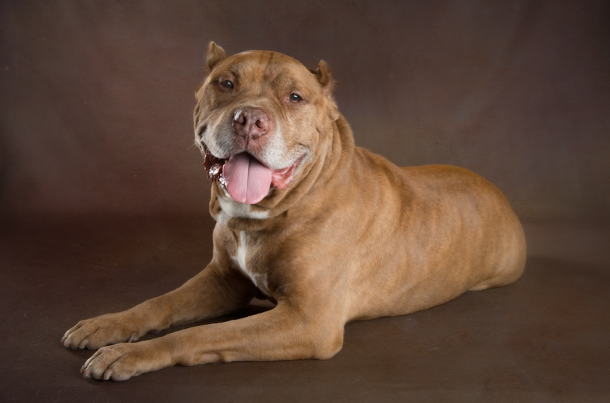I Photograph Senior Shelter Dogs Who Finally Found Forever Homes