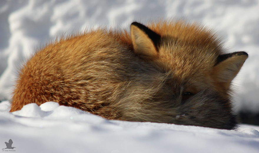 3 Foxes Decided To Live In My Backyard During Winter