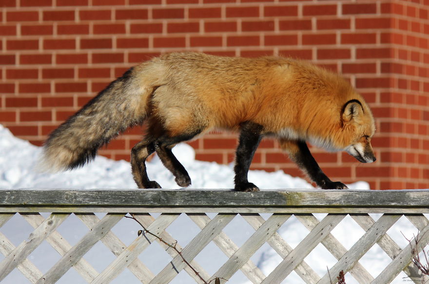 3 Foxes Decided To Live In My Backyard During Winter