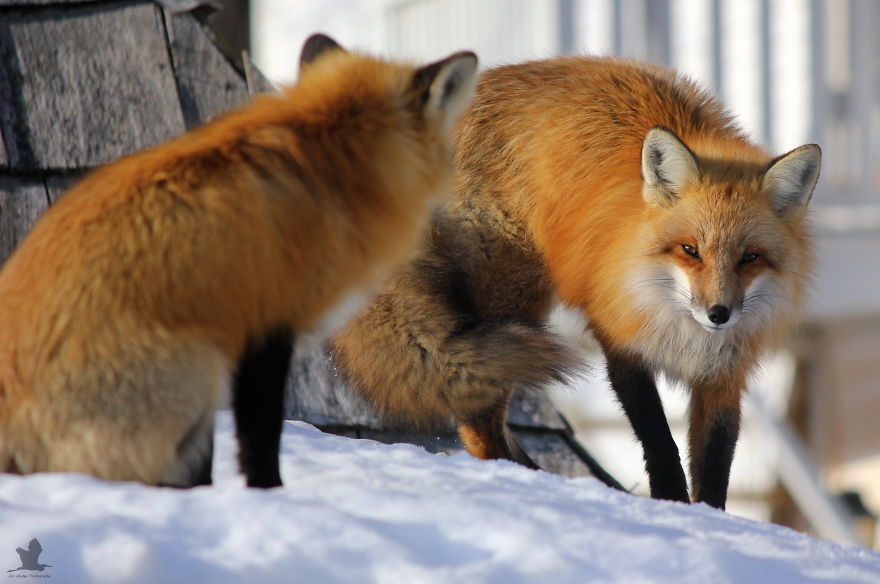 3 Foxes Decided To Live In My Backyard During Winter
