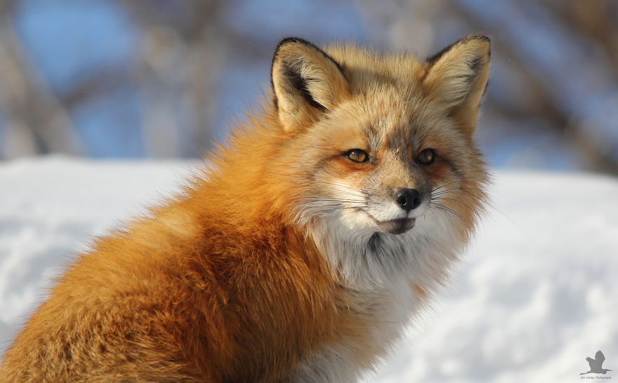 3 Foxes Decided To Live In My Backyard During Winter