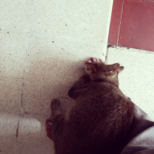 Please, Don't Go Hooman! :(