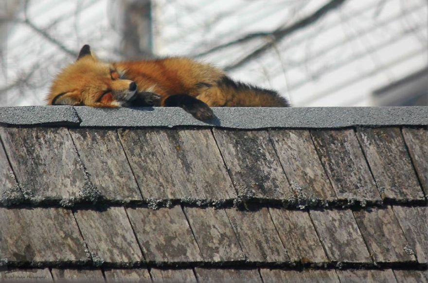 3 Foxes Decided To Live In My Backyard During Winter