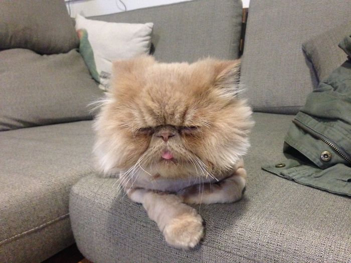 My Cat Sits Like A Human And Always Sticks His Tongue Out My Cat Sits Like A Human And Always Sticks His Tongue Out