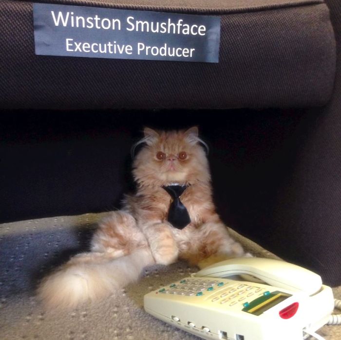 My Cat Sits Like A Human And Always Sticks His Tongue Out My Cat Sits Like A Human And Always Sticks His Tongue Out