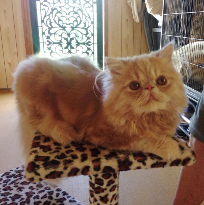 My Cat Sits Like A Human And Always Sticks His Tongue Out My Cat Sits Like A Human And Always Sticks His Tongue Out