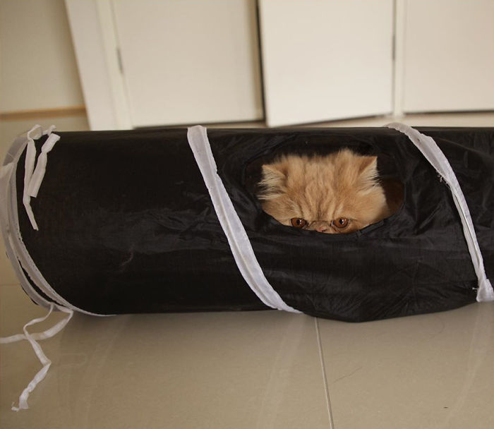 My Cat Sits Like A Human And Always Sticks His Tongue Out My Cat Sits Like A Human And Always Sticks His Tongue Out