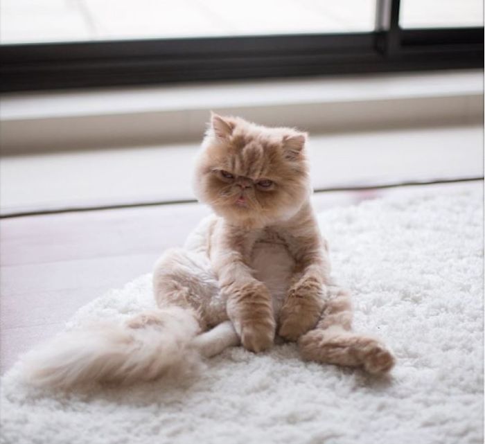 My Cat Sits Like A Human And Always Sticks His Tongue Out My Cat Sits Like A Human And Always Sticks His Tongue Out