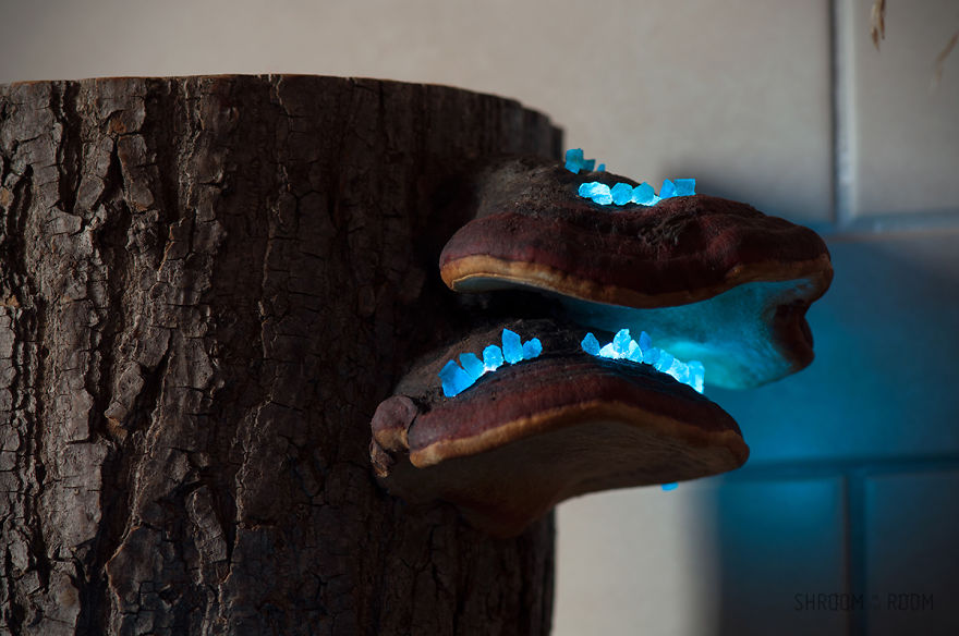 We Create Night Lamps Out Of Hand-Picked Crystals, Fallen Timber And Tree Mushrooms We Create Night Lamps Out Of Hand-Picked Crystals, Fallen Timber And Tree Mushrooms