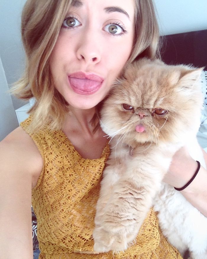 My Cat Sits Like A Human And Always Sticks His Tongue Out My Cat Sits Like A Human And Always Sticks His Tongue Out