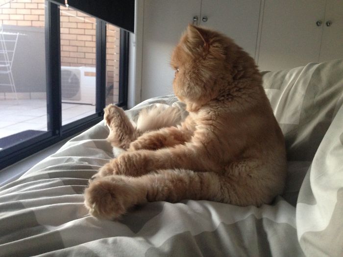 My Cat Sits Like A Human And Always Sticks His Tongue Out My Cat Sits Like A Human And Always Sticks His Tongue Out