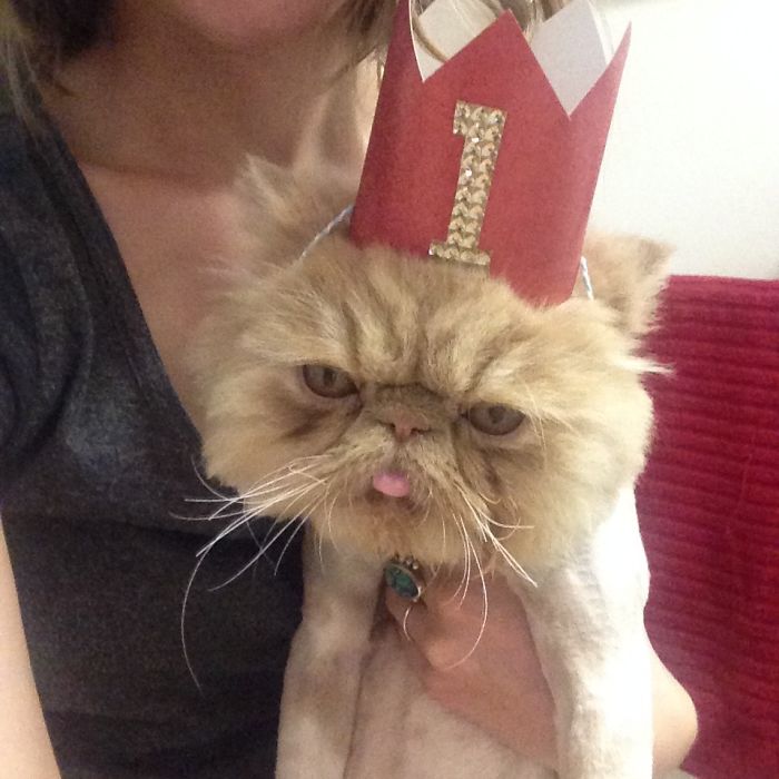 My Cat Sits Like A Human And Always Sticks His Tongue Out My Cat Sits Like A Human And Always Sticks His Tongue Out