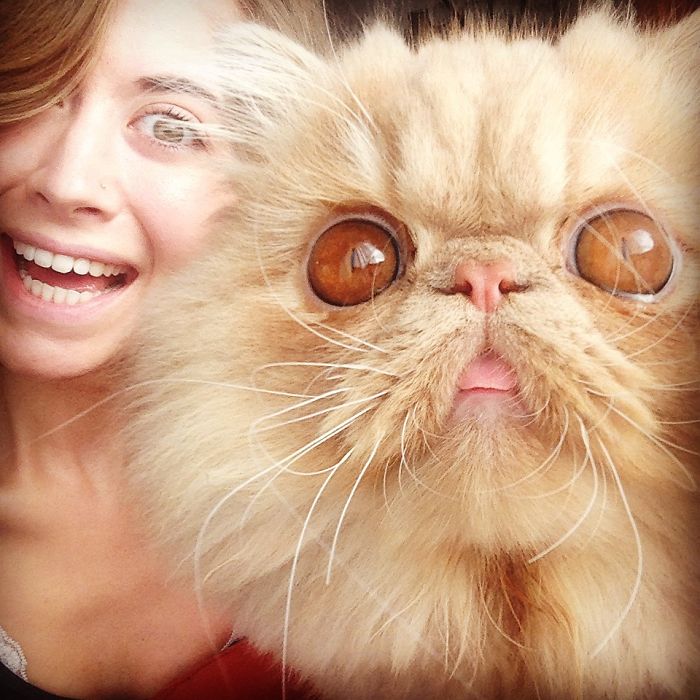 My Cat Sits Like A Human And Always Sticks His Tongue Out My Cat Sits Like A Human And Always Sticks His Tongue Out