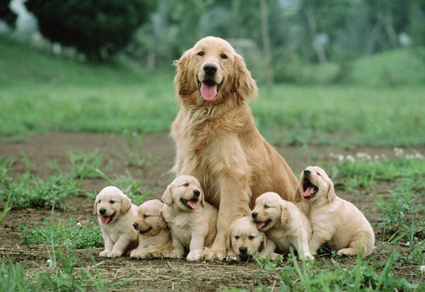 Six Sweet Puppies Sitting With Mother