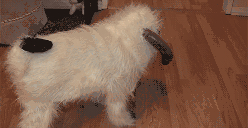 27 Furry Halloween Ideas To Make You Smile [in Gifs]