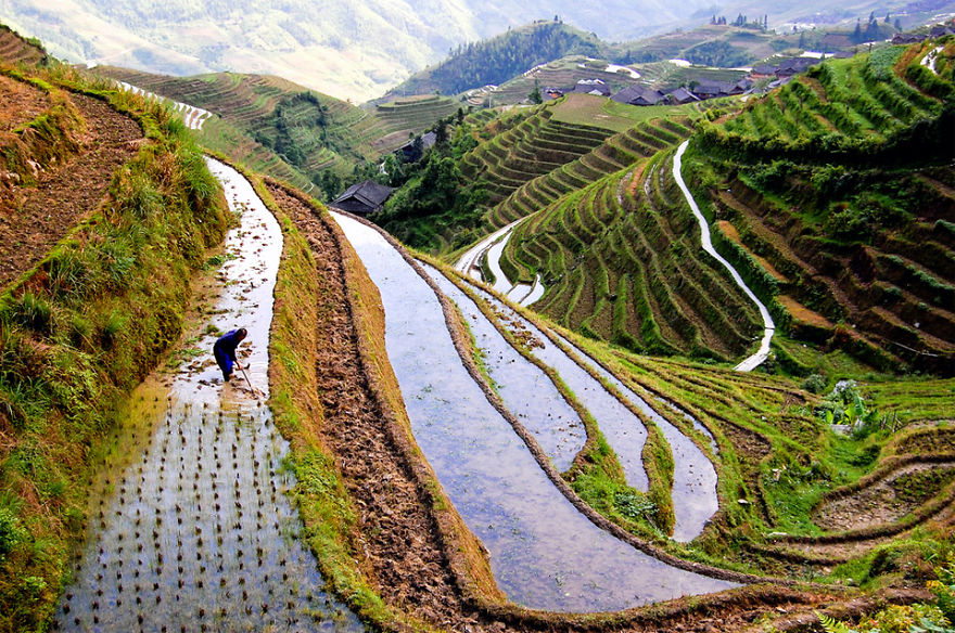 Field Worker At Rice Fields