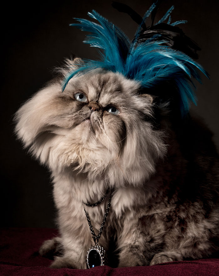 I Photograph Animals Looking As Noble Men From Classical Paintings