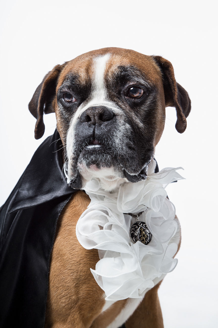 animals-lloking-as-noble-men-classical-paintings-maria-rosenblatt-2 animals-lloking-as-noble-men-classical-paintings-maria-rosenblatt-2