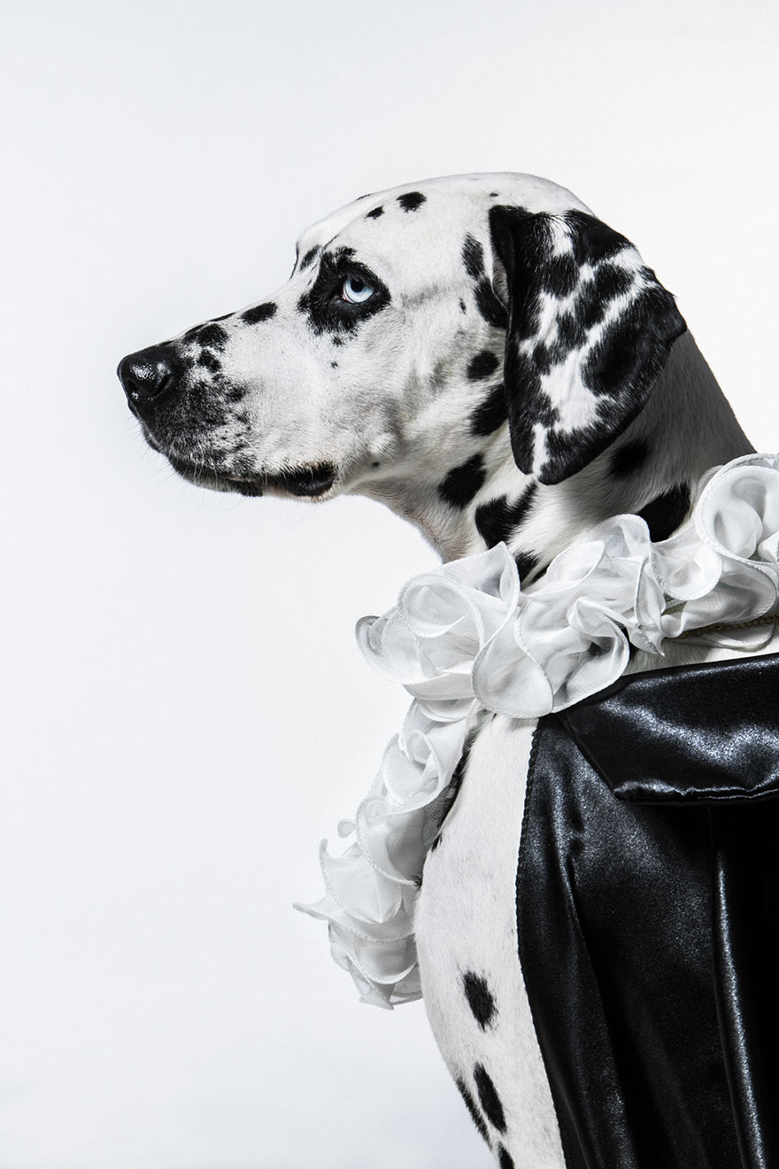 animals-lloking-as-noble-men-classical-paintings-maria-rosenblatt animals-lloking-as-noble-men-classical-paintings-maria-rosenblatt