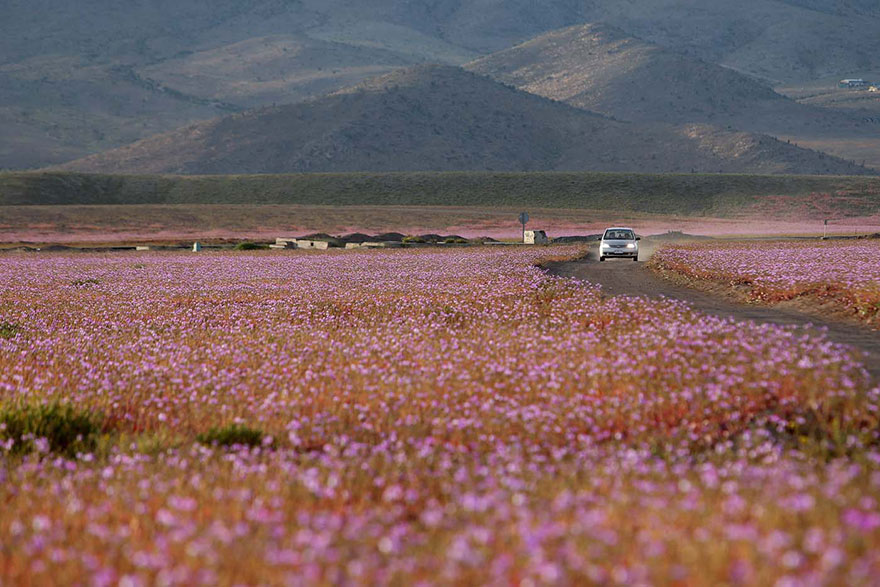 atacama-flowers-bloom-worlds-driest-desert-13 atacama-flowers-bloom-worlds-driest-desert-13