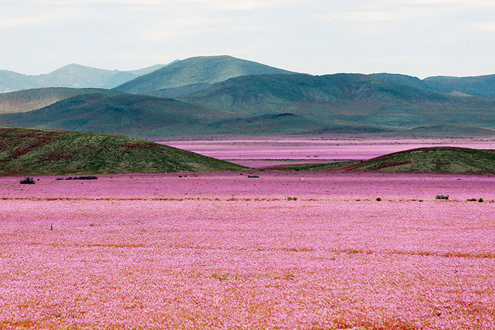 This Is What Happens When Rain Falls On The Earth’s Driest Desert