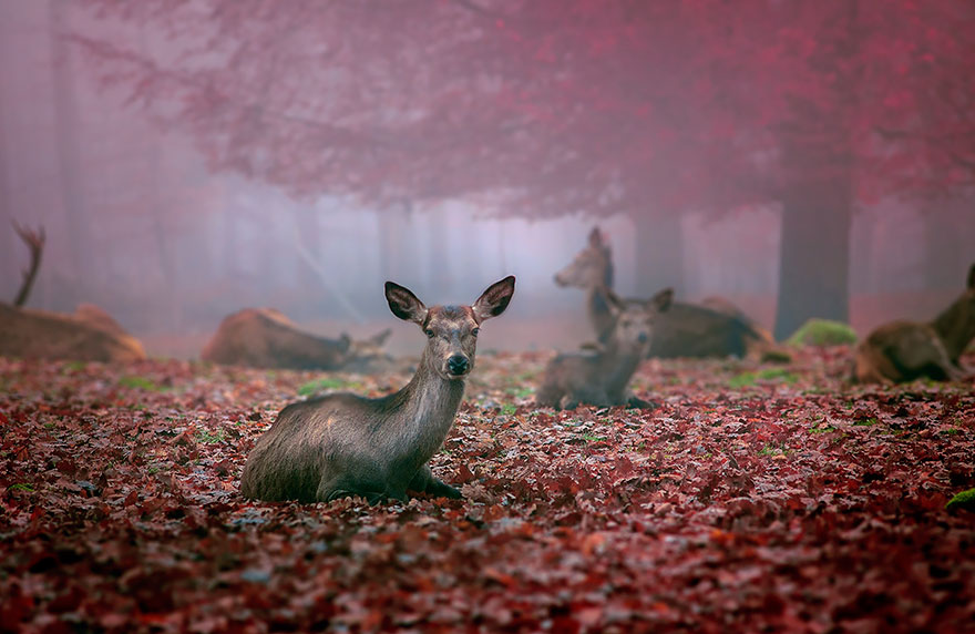 Autumn Animals