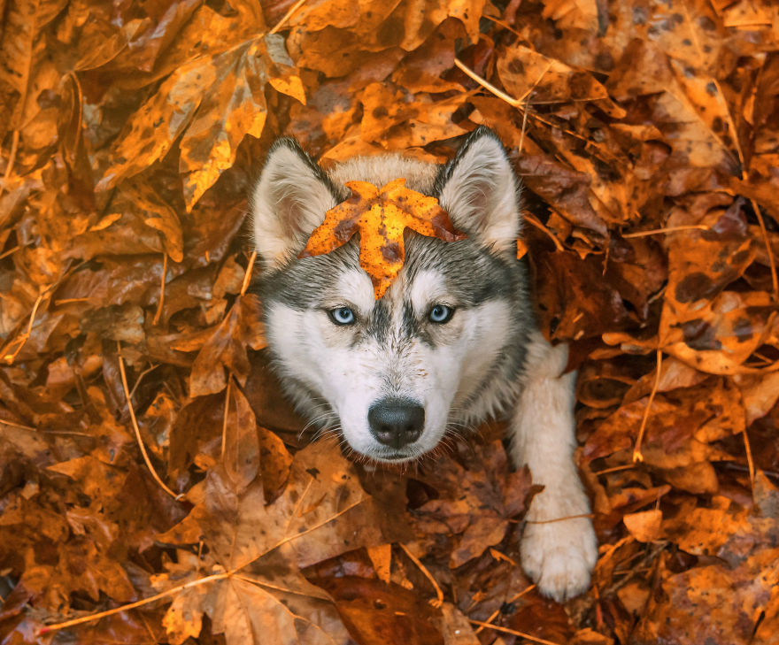 Autumn Animals