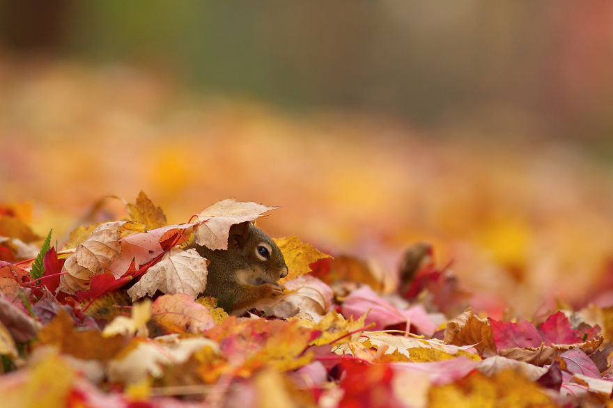 Autumn Animals
