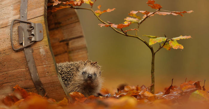 57 Animals Enjoying Autumn Magic