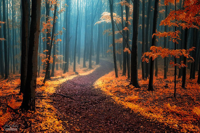 Dream-Like Autumn Forests By Czech Photographer Janek Sedlář