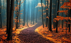 Dream-Like Autumn Forests By Czech Photographer Janek Sedlář