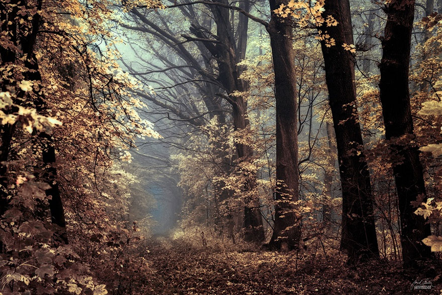 autumn-forests-photography-janek-sedlar autumn-forests-photography-janek-sedlar