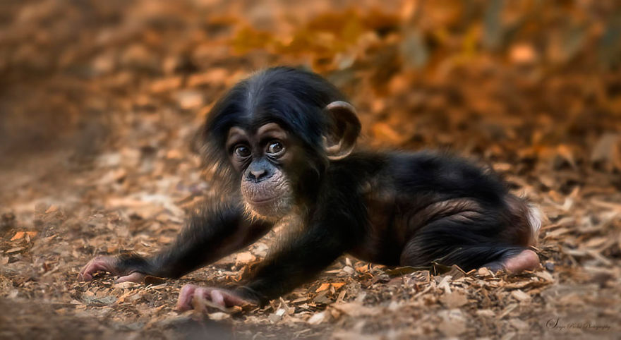 Baby Chimpanzee Having Fun