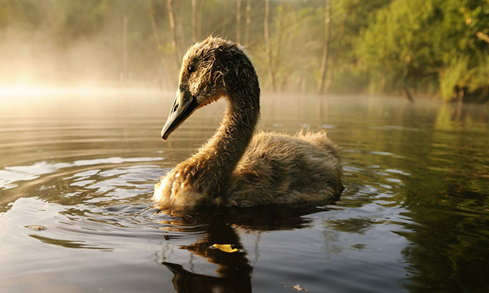 The True Story Of An Ugly Duckling Who Was Abandoned By Its Parents And Adopted By Ducks