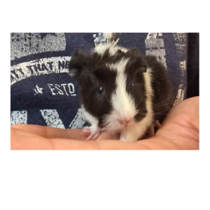 ferryklippert avatar