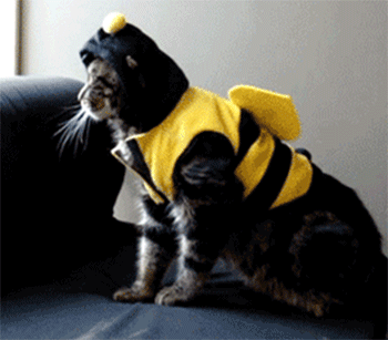 27 Furry Halloween Ideas To Make You Smile [in Gifs]