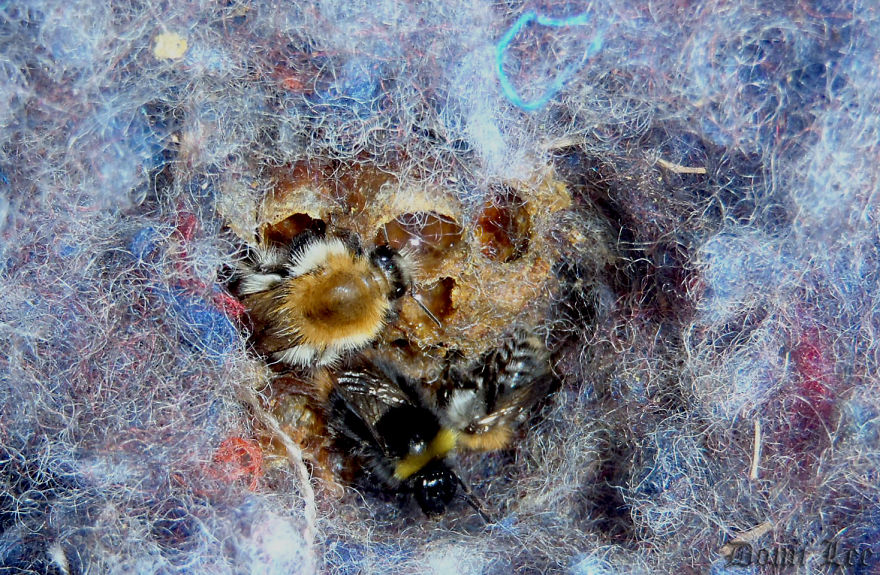 Bumblebees Around Us