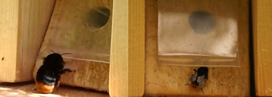 Bumblebees Around Us