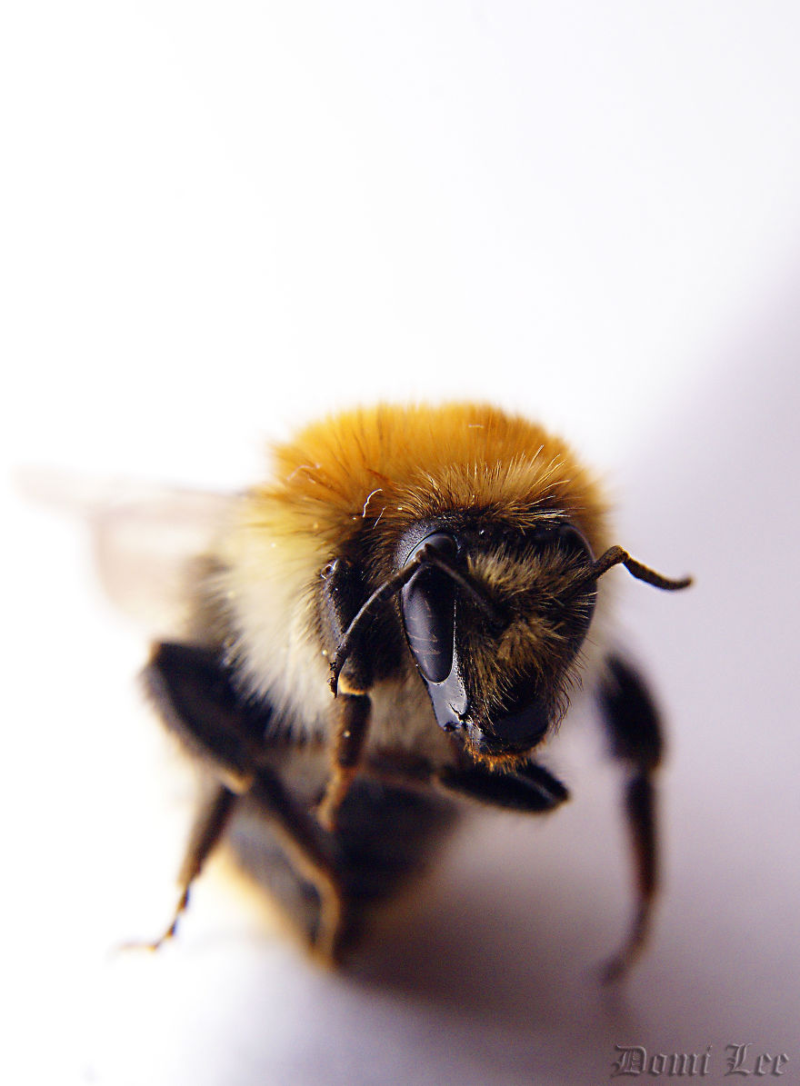 Bumblebees Around Us Bumblebees Around Us