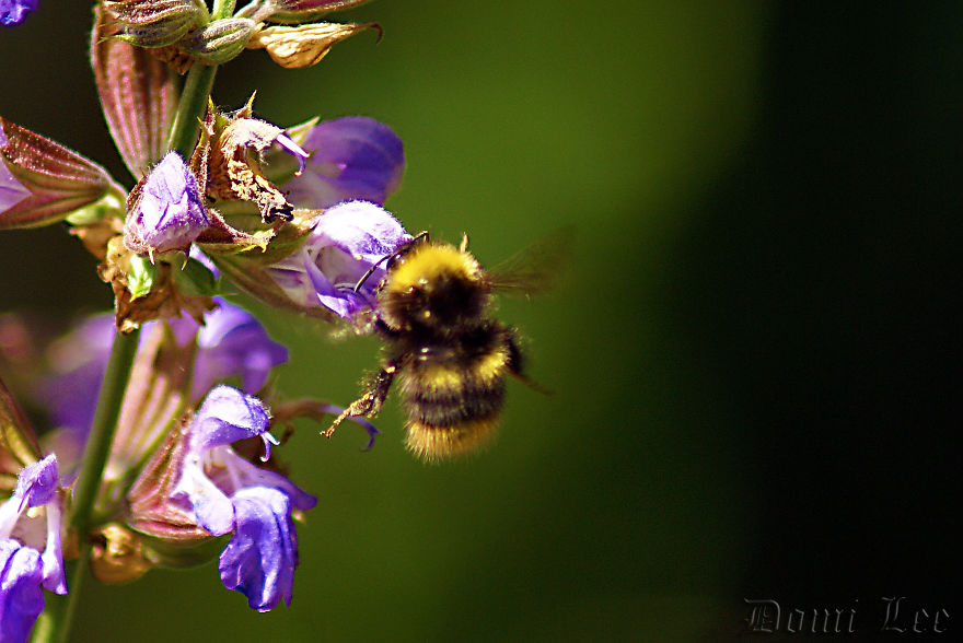 Bumblebees Around Us