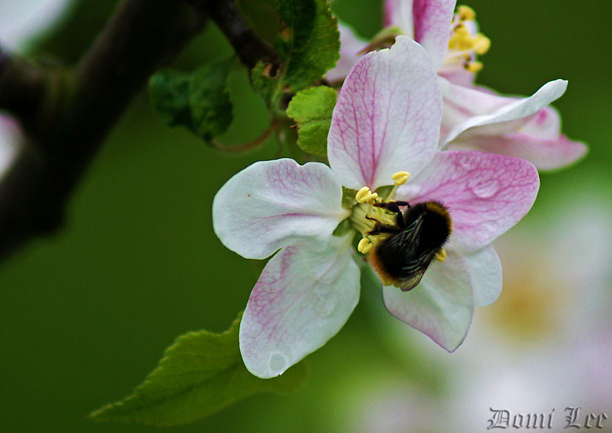 Bumblebees Around Us