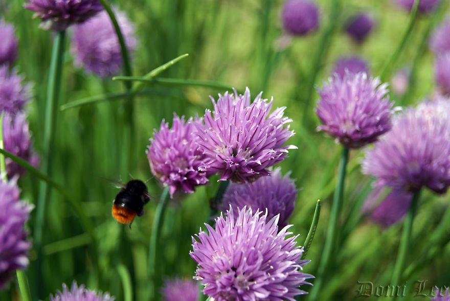 Bumblebees Around Us Bumblebees Around Us