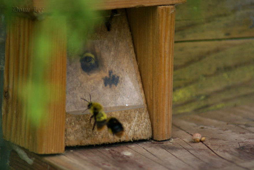 Bumblebees Around Us Bumblebees Around Us