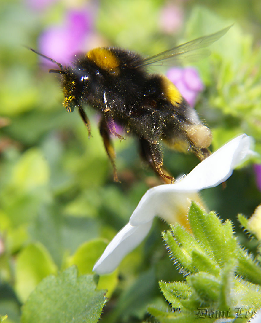 Bumblebees Around Us