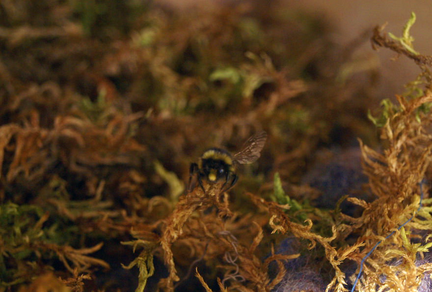 Bumblebees Around Us Bumblebees Around Us