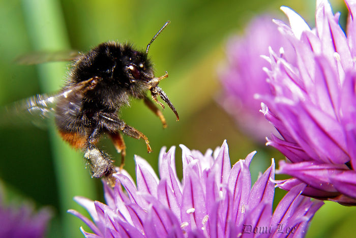 Bumblebees Around Us