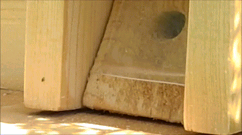 Bumblebees Around Us Bumblebees Around Us