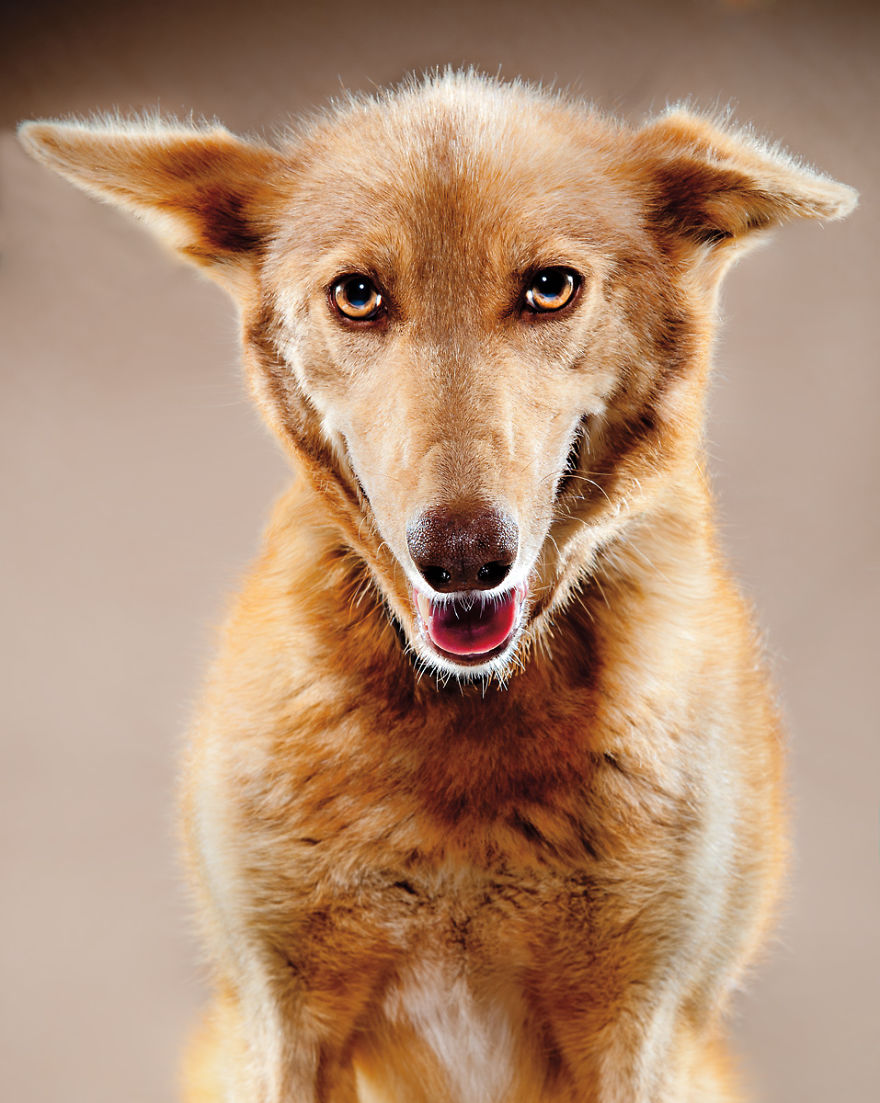 Born To Run: I Photograph The Beauty Of Sled Dogs
